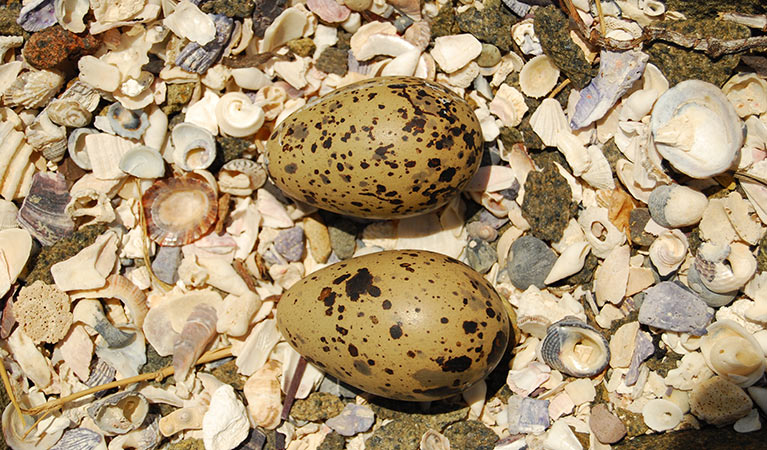 Sooty oystercatcher (Haematopus fuliginosus) eggs. Photo: Michael Jarman/OEH