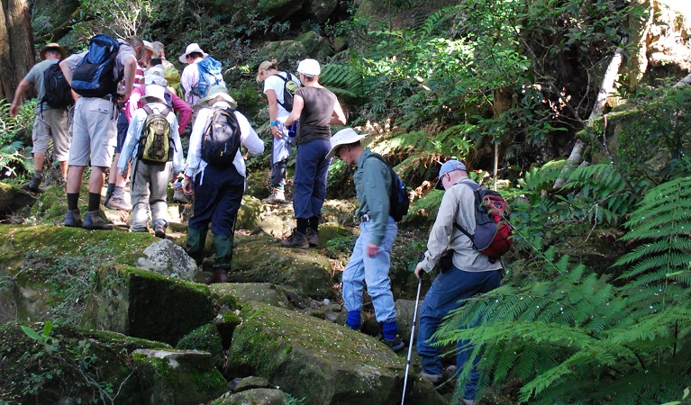 Volunteers on a foxground bushwalk in Minnamurra Rainforest, Budderoo National Park. Photo: Peter Kennedy