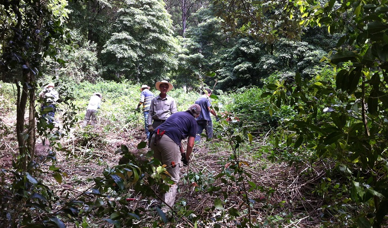 Friends of Minnamurra Rainforest, Budderoo National Park. Photo: Peter Kennedy