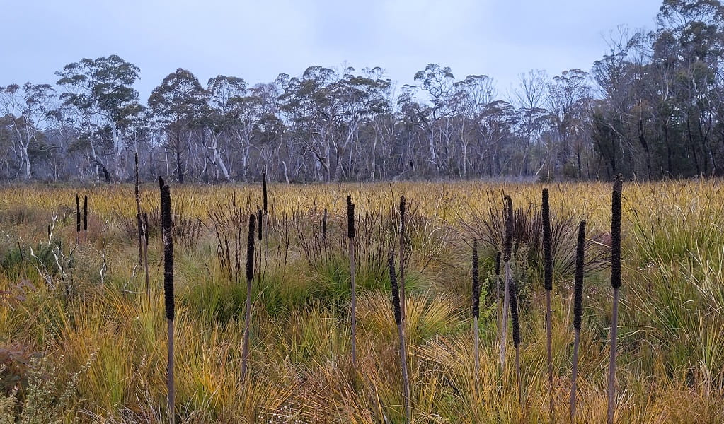 Broad Swamp in Carne Creek, covered in tall grass with the forest in the distance, Gardens of Stone State Conservation Area. Photo: Huw Evans &copy; NPWS
