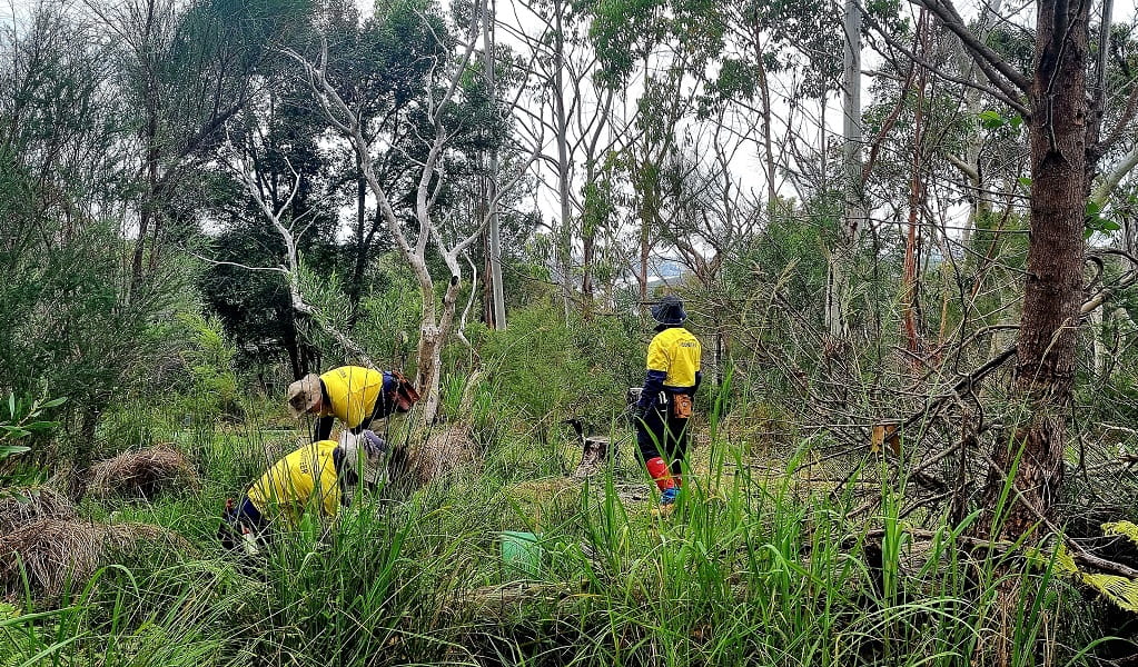 Volunteers at work doing bush regeneration, Garigal National Park. Photo: Bettina Tuerk-Rochl &copy; DPE