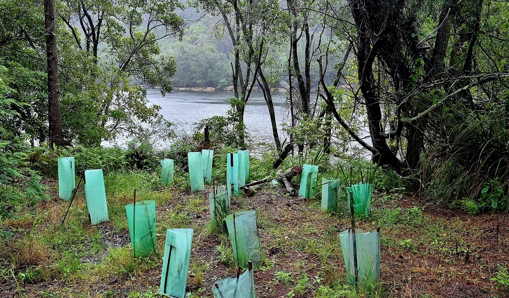 The bush at Garigal National Park, with new plants protected following planting by volunteers. Photo: Bettina Tuerk-Rochl &copy; DPE