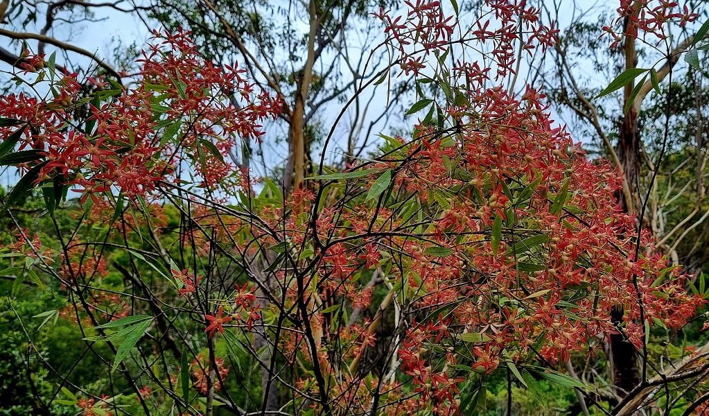 Healthy Christmas bush blooming in vibrant red, Garigal National Park. Photo: Bettina Tuerk-Rochl &copy; DPE