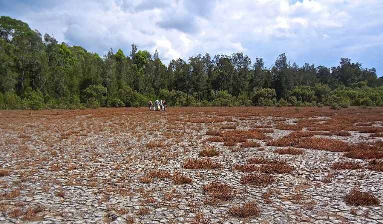 Volunteers collect rubbish from the saltpan, Marramarra National Park. Photo: Tegan Burton/NPWS