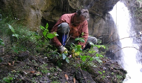 Great Grose weed walk, Blue Mountains National Park. Photo: Vanessa Richardson/NPWS