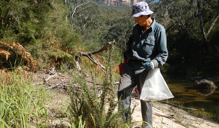 Great Grose weed walk, Blue Mountains National Park. Photo: Lyndal Sullivan/NPWS