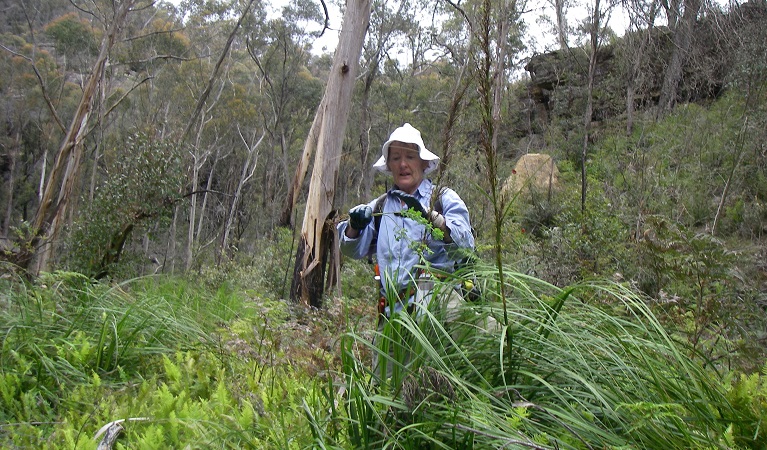 Great Grose weed walk, Blue Mountains National Park. Photo: Vanessa Richardson/NPWS