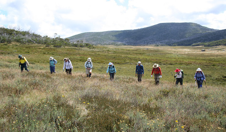 Volunteers surveying for orange hawkweed at Cool Plain (Round Mountain), Kosciuszko National Park. Photo: Jo Caldwell 