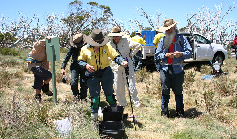 Volunteers participate in hygiene protocols at Fifteen Mile Ridge, Kosciuszko National Park. Photo: Jo Caldwell.