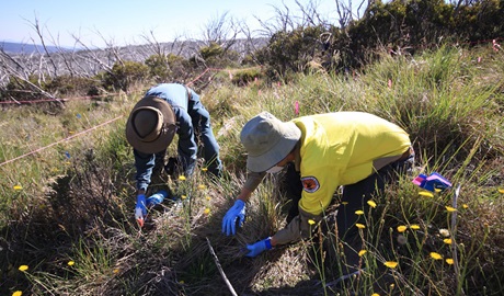 Volunteers hand treat orange hawkweed in a perched alpine bog at Fifteen Mile Ridge, Kosciuszko National Park. Photo: Jo Caldwell