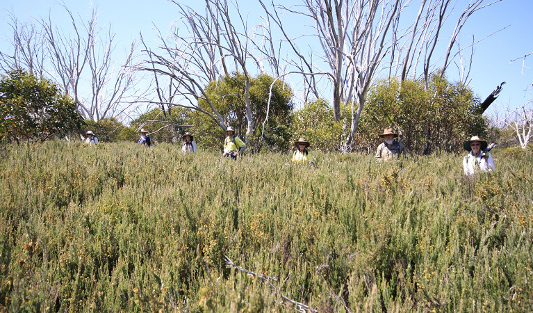 Volunteers survey for orange hawkweed in heath at Wuthering Heights, Kosciuszko National Park. Photo: Jo Caldwell 