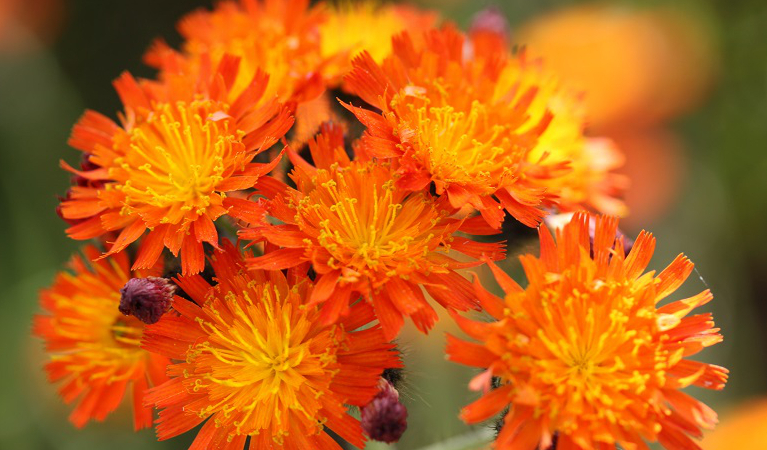 Orange hawkweed flower heads, Round Mountain, Kosciuszko National Park. Photo: Jo Caldwell. 