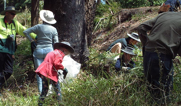 Volunteers participate in bush regeneration day, Lane Cove National Park. Photo: Michele Cooper/OEH