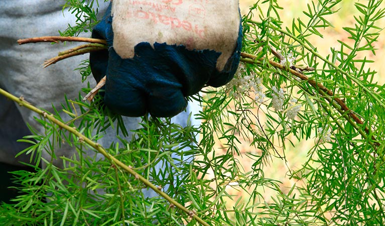 Volunteer participating in bushcare, Lane Cove National Park. Photo: Rosie Nicolai/OEH