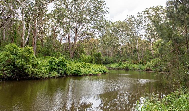 Fiddens Wharf walking track, Lane Cove National Park. Photo: John Spencer