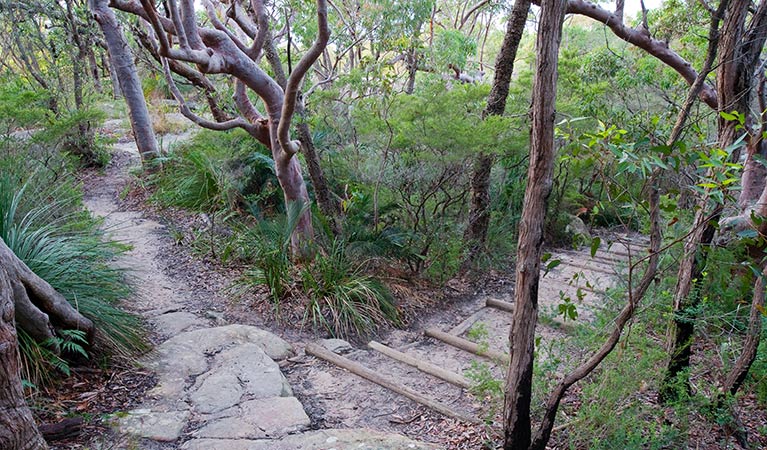 Maitland Bay track, Bouddi National Park. Photo: Nick Cubbin