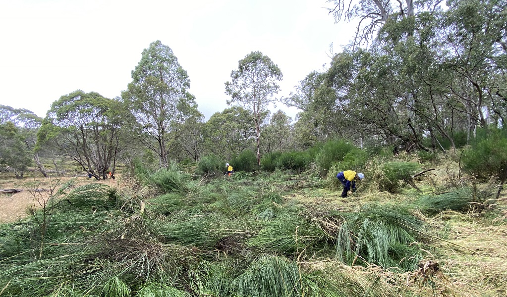 Volunteers remove cut Scotch Broom, Barrington Tops National Park. Photo: Andrew Scott &copy; the photographer