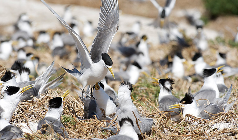 Crested terns (Sterna bergii) nesting site, Montague Island Nature Reserve. Photo: Stuart Cohen/OEH
