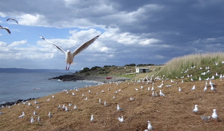 Silver gulls nesting on Big Island, Five Islands Nature Reserve. Photo: Rowena Morris &copy; DPIE