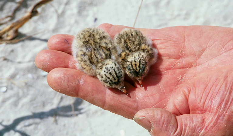 Supporting Little Tern (Sternula albifrons). Photo: OEH/Michael Jarman