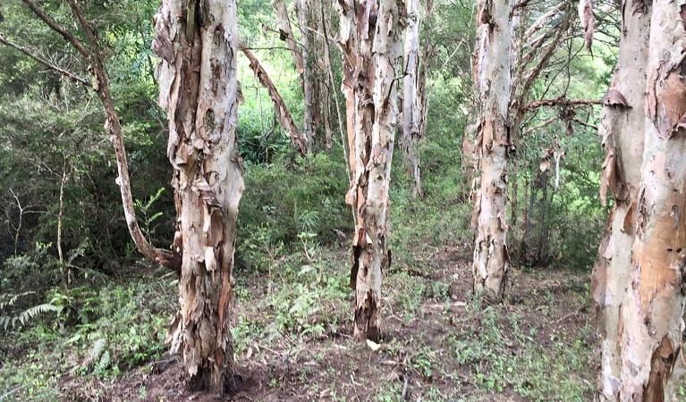Paperbark trees in the bush. Photo: Colette Livermore &copy; DPIE