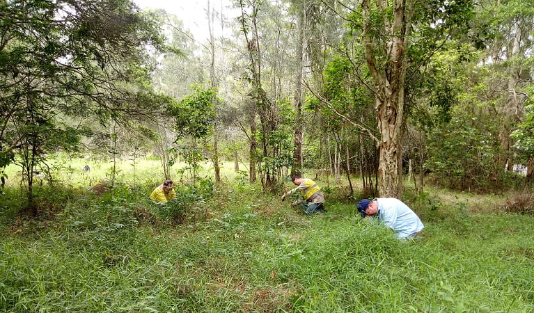 Volunteers hard at work in Tuggerah Nature Reserve. Photo: Nicola Booth &copy; DPIE