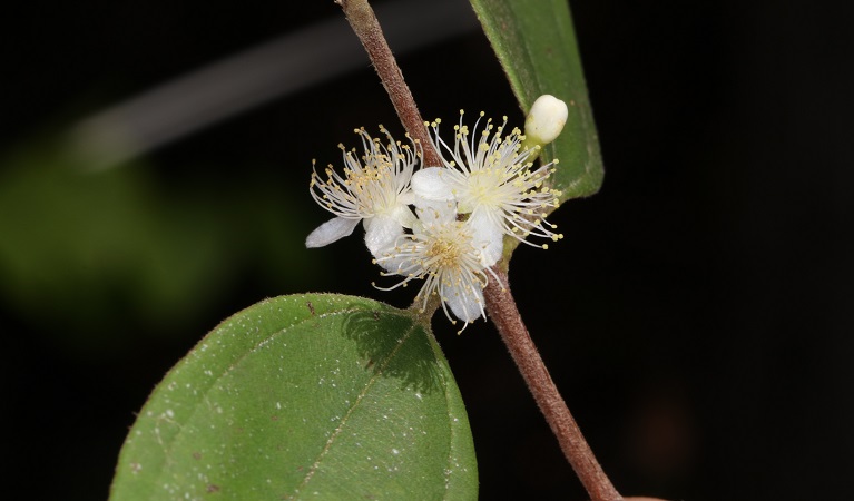 The small white blossom of the scrub turpentine tree. Photo: Gavin Phillips &copy; DPIE