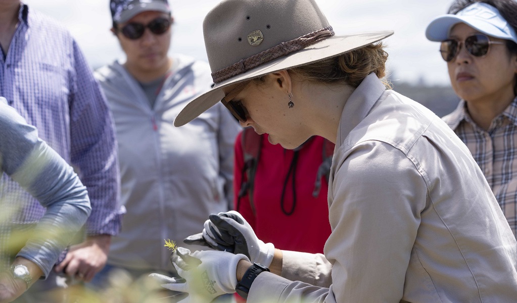 An NPWS guide shows volunteers what to look for when doing bush regeneration. Credit: Peter Taseski/DCCEEW &copy; DCCEEW