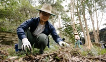 A corporate volunteer doing bush regeneration work, Lane Cove National Park. Credit: Zain Kruyer/DCCEEW &copy; the photographer