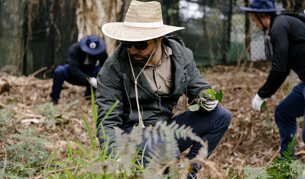 A corporate volunteer removing weeds and rubbish, Lane Cove National Park. Credit: Zain Kruyer/DCCEEW &copy; the photographer