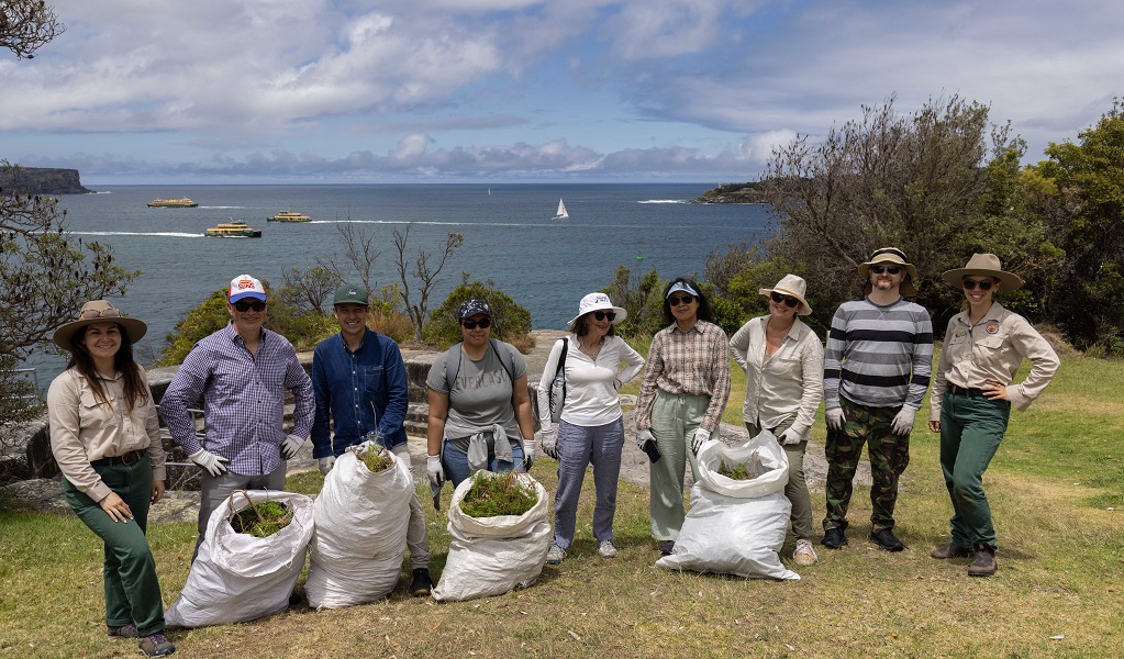 Corporate volunteers with large bags of invasive weeds they've removed from the environment at Middle Head, Sydney Harbour National Park. Photo: Peter Taseski/DCCEEW &copy; DCCEEW