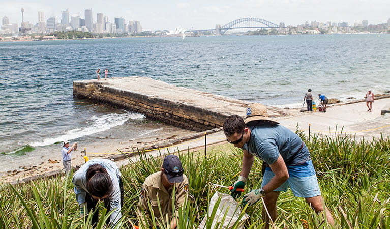 Corporate volunteers participating in bush regeneration, Sydney Harbour National Park. Photo: David Finnegan