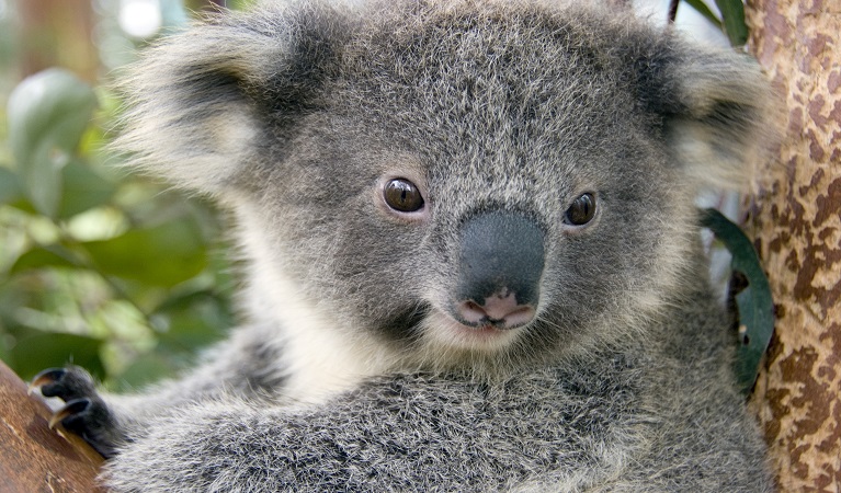 Koala (Phascolarctos cinereus) in a tree. Photo: Courtesy of Taronga Zoo/OEH