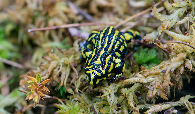 Southern corroboree frog (Pseudophryne corroboree), Kosciuszko National Park. Photo: John Spencer