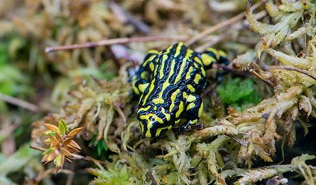 Southern corroboree frog (Pseudophryne corroboree), Kosciuszko National Park. Photo: John Spencer