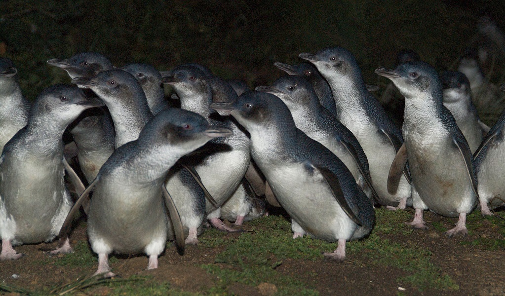 A colony of little penguins at night. Credit: Stuart Cohen/DCCEEW &copy; DCCEEW