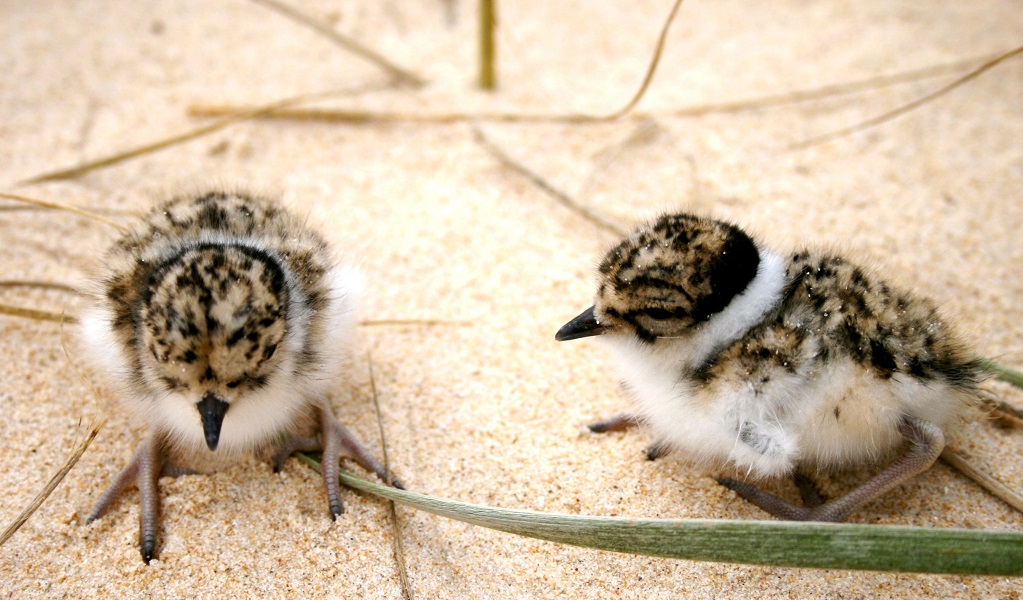 Hooded plovers, photographed as part of a Saving our species shorebird recovery program. Credit: Jodie Dunn/DCCEEW &copy; DCCEEW