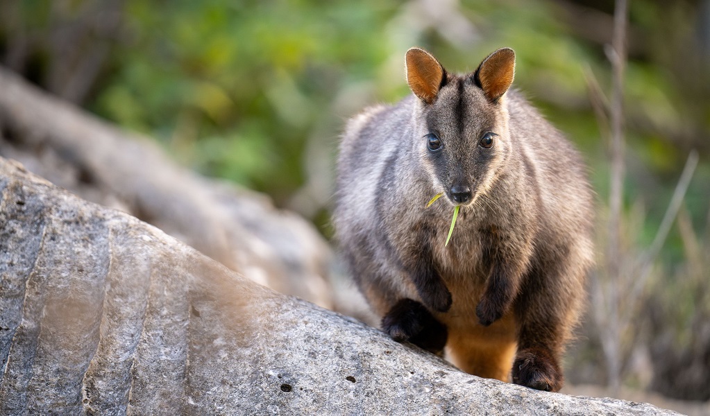 Brush-tailed rock-wallaby snacking on a green leaf, Jenolan Karst Conservation Area. Credit: Jenolan Caves/DCCEEW &copy; DCCEEW