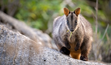 Brush-tailed rock-wallaby snacking on a green leaf, Jenolan Karst Conservation Area. Credit: Jenolan Caves/DCCEEW &copy; DCCEEW