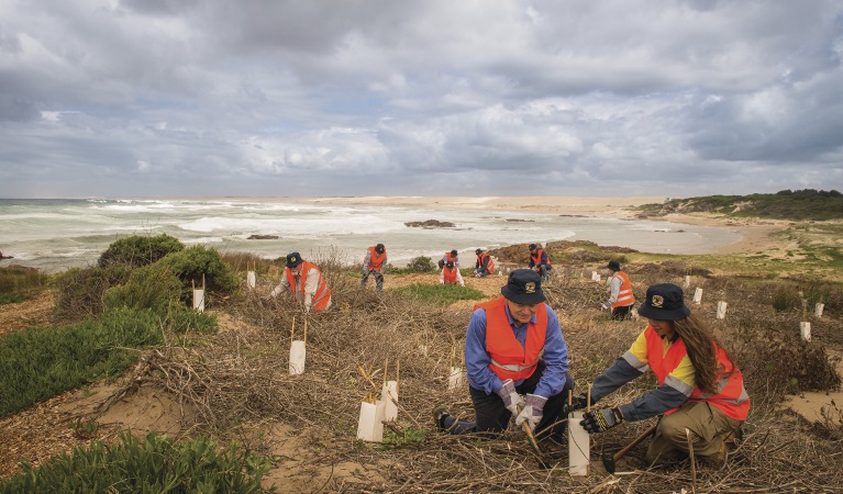 Volunteers planting in Tomaree National Park. Photo: John Spencer/DPIE