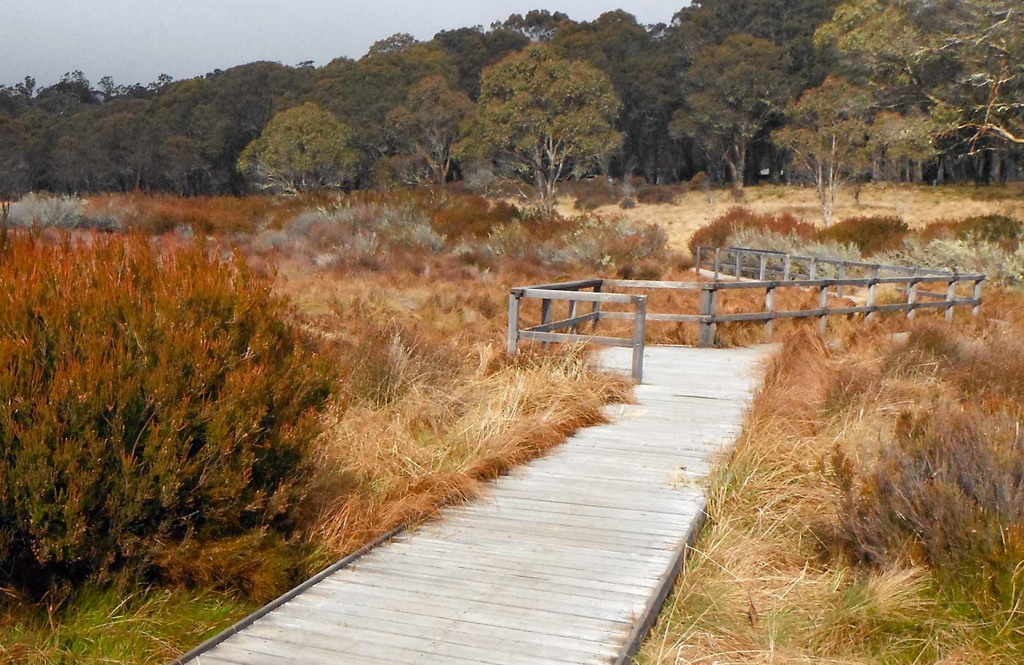 Polblue Swamp track Visitor info NSW National Parks