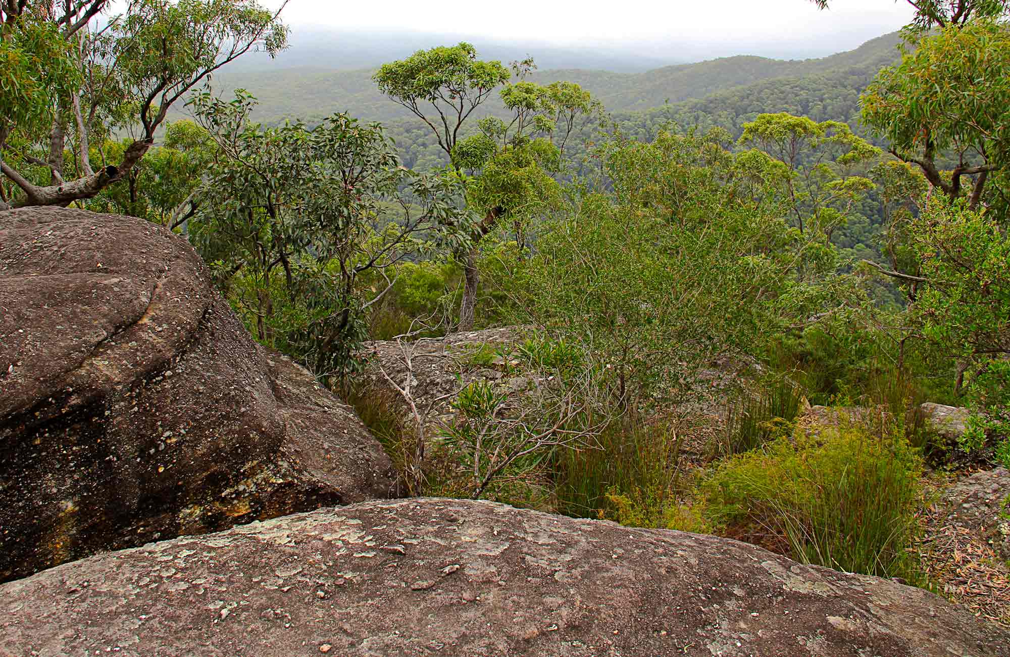Pigeon House Mountain Didthul walking track NSW National Parks